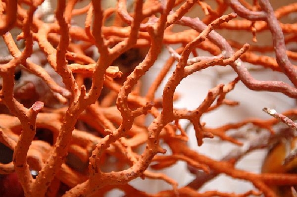 corallo sorrento
